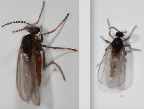 Cupressatia siskiyou